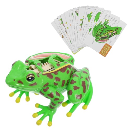 Mobestech Frosch-modell Frosch-statue Anatomie-lehrmodell Tierskelettmodelle Frosch-lebenszyklusmodell Anatomie-lernhilfe Frosch-schmuckstücke Froschminiaturen Frosch Miniatur Green Plastik von Mobestech