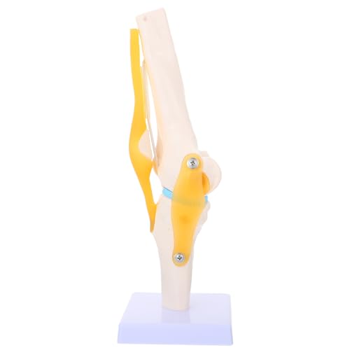 Mobestech Kniemodell Anatomie Knie Modell Simulation Des Menschlichen Körpers Menschliches Skelettmodell Modell Der Lendenwirbelsäule Größe Herzmodell Modelle Anatomiemodell Gehirnmodell Pvc von Mobestech