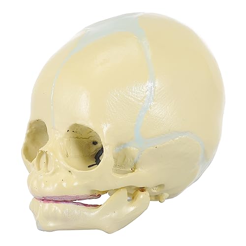 Mobestech Lebensgroßes Fötus Schädel Anatomie Modell Für PVC Skull Modell Für Medizinische Ausbildung Und Lernzwecke Ideal Für Schulen Und Anatomische Studien von Mobestech