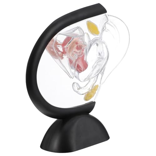 Mobestech Transparentes Uterus-modell Menschliche Anatomische Modelle Herz Anatomisches Modell Schule Sichtbares Uterusmodell Klares Uterusmodell Transparentes Uterusmodell Edutools Pvc von Mobestech