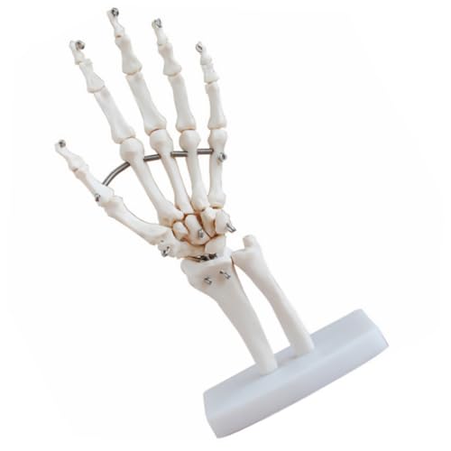 Mobestech handgelenk modell menschlich Körper wissenschaftliche Skeletthand Hand joint model Hand skeleton model werkzeug Modell der Handskelett-Gelenkgelenke Lehrmittel für Ärzte PVC Weiß von Mobestech