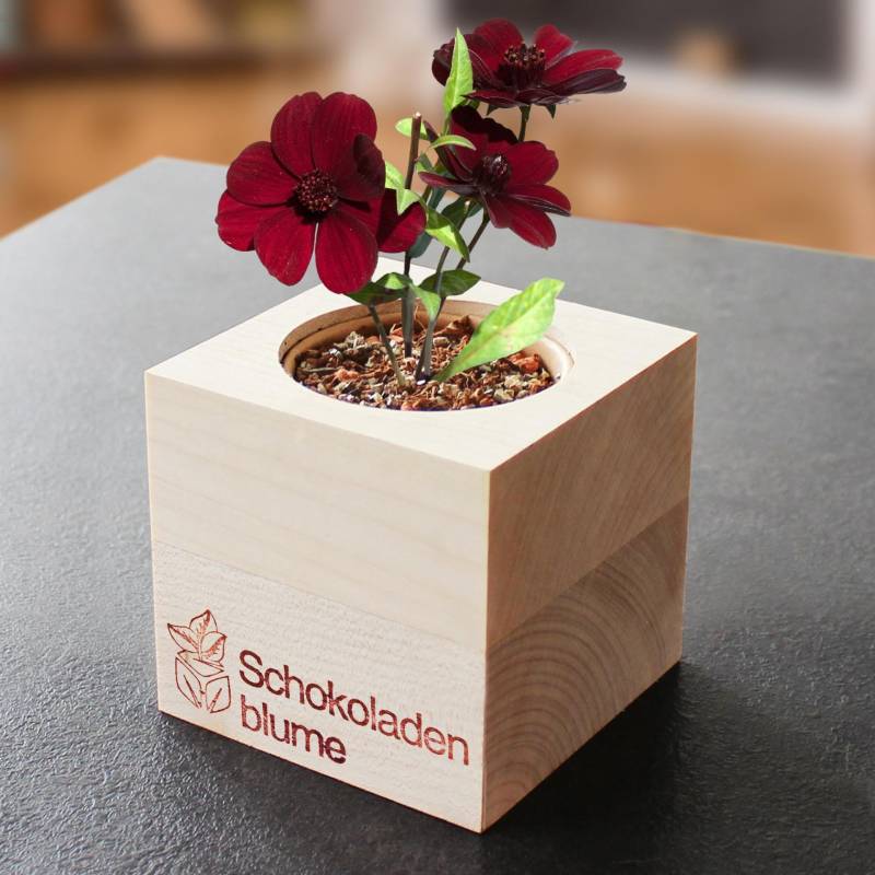 Ecocube Schokoladenblume von Monsterzeug