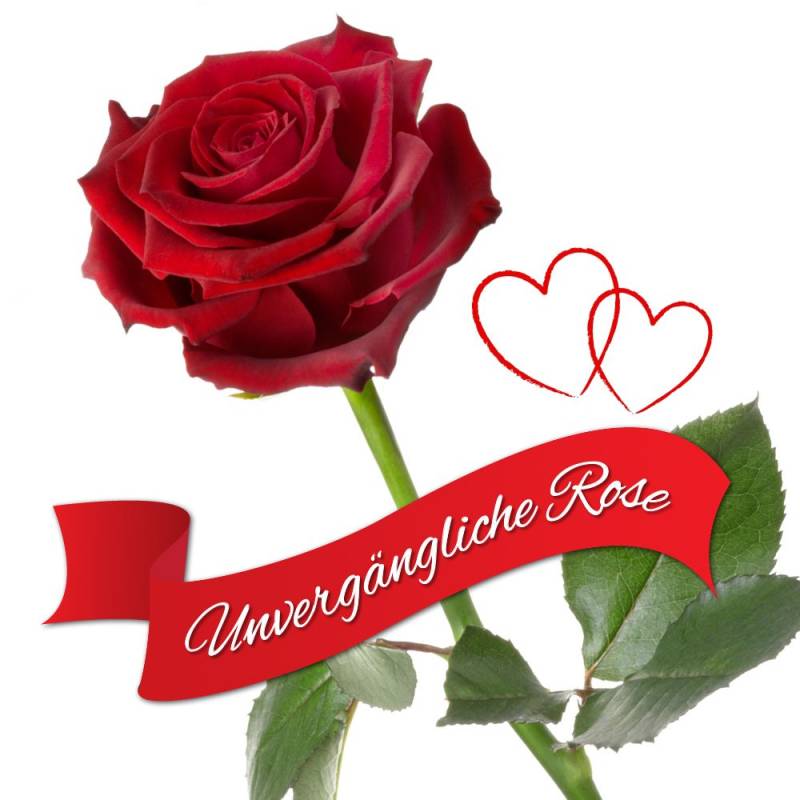 Unvergängliche Rose - Das besondere Geschenk von Monsterzeug