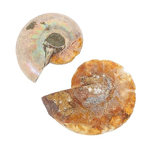 NAMOARLY 2stücke Ammoniten Fossilien Versteinerte Ammonitenprobe Lehrmittel Für Studenten Dekoration Fossilien Ammonit NAMOARLY 2stücke Ammoniten Fossilien Versteinerte Ammonitenprobe Lehrmittel Für Studenten Dekoration Fossilien Ammonit von NAMOARLY