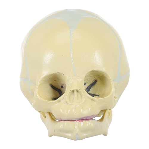 NAMOARLY Schädel Modell Realistisches Anatomisches Kopf Knochen Modell Für Medizinische Studien Und Lehrzwecke Ideales Desktop Ornament Für Anatomieunterricht von NAMOARLY