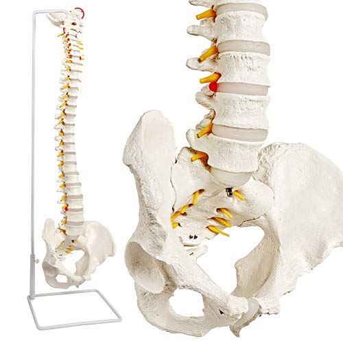 New-Horizon Scientific Rückenmark-Modell, Skelett-Modell, 86,4 cm, lebensgroßes Wirbelsäulenmodell mit Wirbeln, Nerven, Arterien, Lendenwirbelsäule und männlichem Becken, inklusive Ständer von NEW HORIZON