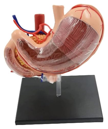 NICRX Anatomie 4d-Vision Anatomiemodell des menschlichen Magens, Lehrmodell, Organe, Modell des menschlichen Körpers, Bauchspeicheldrüse, Zwölffingerdarm, medizinisches Modell Modell von NICRX