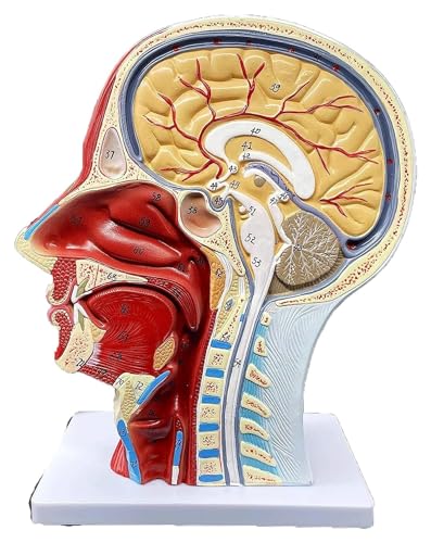 NICRX Anatomie Anatomiemodell, menschlicher Kopf, anatomisches Modell, lebensgroß, Nasenhöhle, Rachen, Gehirnanatomie for naturwissenschaftliches Klassenzimmer, Organmodell Modell von NICRX
