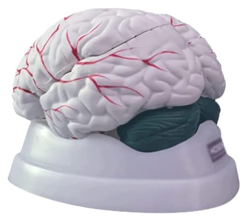 NICRX Anatomie Anatomiemodell, menschliches Gehirnmodell, menschliches Körpermodell, Lehrmodell, großes und kleines Gehirnanatomiemodell, Organmodell Modell von NICRX