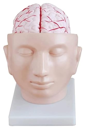 NICRX Anatomie Anatomiemodell, menschliches Gehirnmodell, menschliches Körpermodell, lebensgroßes Gehirn, anatomisches Modell, abnehmbares Lehrmodell Modell von NICRX