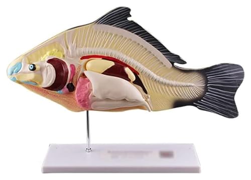 NICRX Anatomie Anatomiemodell Fisch Anatomisches Modell Abnehmbare viszerale Biologie Lehr- und Demonstrationshilfen Tiermodelle Modell von NICRX