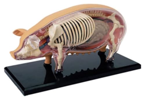 NICRX Anatomie Anatomiemodell Tieranatomiemodell Simulation Schwein Biologisches Modell Tierorgananatomie Biologisches Modell Organmodell Modell von NICRX
