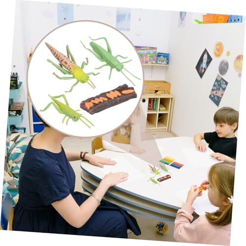 NOLITOY Realistisches Tierwachstumszyklus Modell Langlebige Simulation der Tierlebenszyklen Pädagogisches Lernspielzeug für Vorschulkinder Geeignet für Jungen und Mädchen Fördert NOLITOY Realistisches Tierwachstumszyklus Modell Langlebige Simulation der Tierlebenszyklen Pädagogisches Lernspielzeug für Vorschulkinder Geeignet für Jungen und Mädchen Fördert von NOLITOY