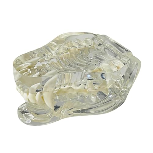 NONDK Anatomisches Modell mit transparenten Eckzähnen, Zahntiere, Mundkiefer für Tierarztausbildung (Hund) von NONDK