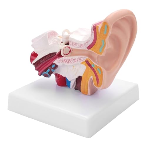 NSXAYIWE 1,5 -mal menschliches Ohr -Anatomie -Modell, 3D -Ohrmodell mit äußerem mittleren inneren Display, Ohr -Joint -Simulationsmodell mit Basis für die naturwissenschaftliche NSXAYIWE 1,5 -mal menschliches Ohr -Anatomie -Modell, 3D -Ohrmodell mit äußerem mittleren inneren Display, Ohr -Joint -Simulationsmodell mit Basis für die naturwissenschaftliche von NSXAYIWE