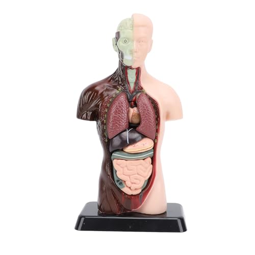 NSXAYIWE 10 Zoll menschliches Körpermodell, 8 PCs Abnehmbares menschliches Torso -Anatomie -Modell mit Herzkopfschädel Hirnskelettmodell für Anatomie- und Physiologie NSXAYIWE 10 Zoll menschliches Körpermodell, 8 PCs Abnehmbares menschliches Torso -Anatomie -Modell mit Herzkopfschädel Hirnskelettmodell für Anatomie- und Physiologie von NSXAYIWE