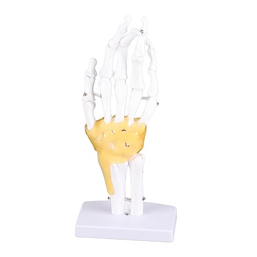 NSXAYIWE Hand Joint Skeleton Model Detachable Human Hand Teaching Model Displaying Hand Structure Independent Joints, Environmentally Friendly PVC Material von NSXAYIWE