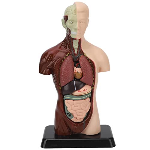 NSXAYIWE Human Torso Anatomy-Modell, 6 Teil entfernbarer lebensgroßer menschlicher Körpermodell mit Herzkopfschädel-Gehirnskelettmodell für Schulbildung NSXAYIWE Human Torso Anatomy-Modell, 6 Teil entfernbarer lebensgroßer menschlicher Körpermodell mit Herzkopfschädel-Gehirnskelettmodell für Schulbildung von NSXAYIWE