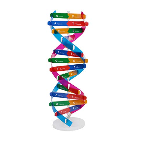 NUOBESTY Kinder Dna Modell Doppelhelix Modell Komponenten Wissenschaft Pädagogisches Lehrinstrument Spielzeug Klasse Labor Zubehör für Kinder Erwachsene von NUOBESTY