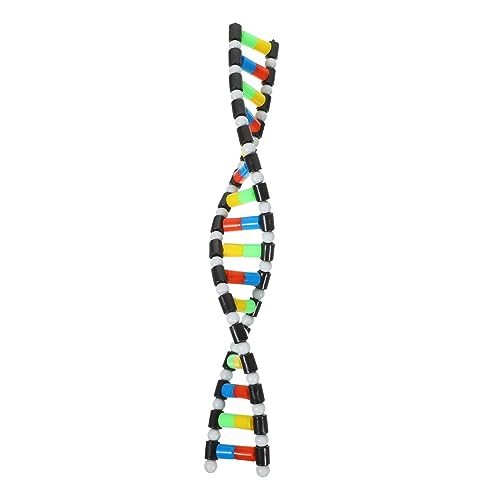 NUSITOU Doppelhelix-Modell Molekularer Modellbausatz Einrichtung des Biologie-Klassenzimmers DNA-Strukturmodell Molekulares Strukturmodell DNA-Modell für den Unterricht Biologie- von NUSITOU