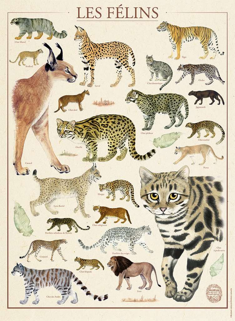 Nathan Katzen ? Nationalmuseum für Naturgeschichte 500 Teile Puzzle Nathan-00978 von Nathan