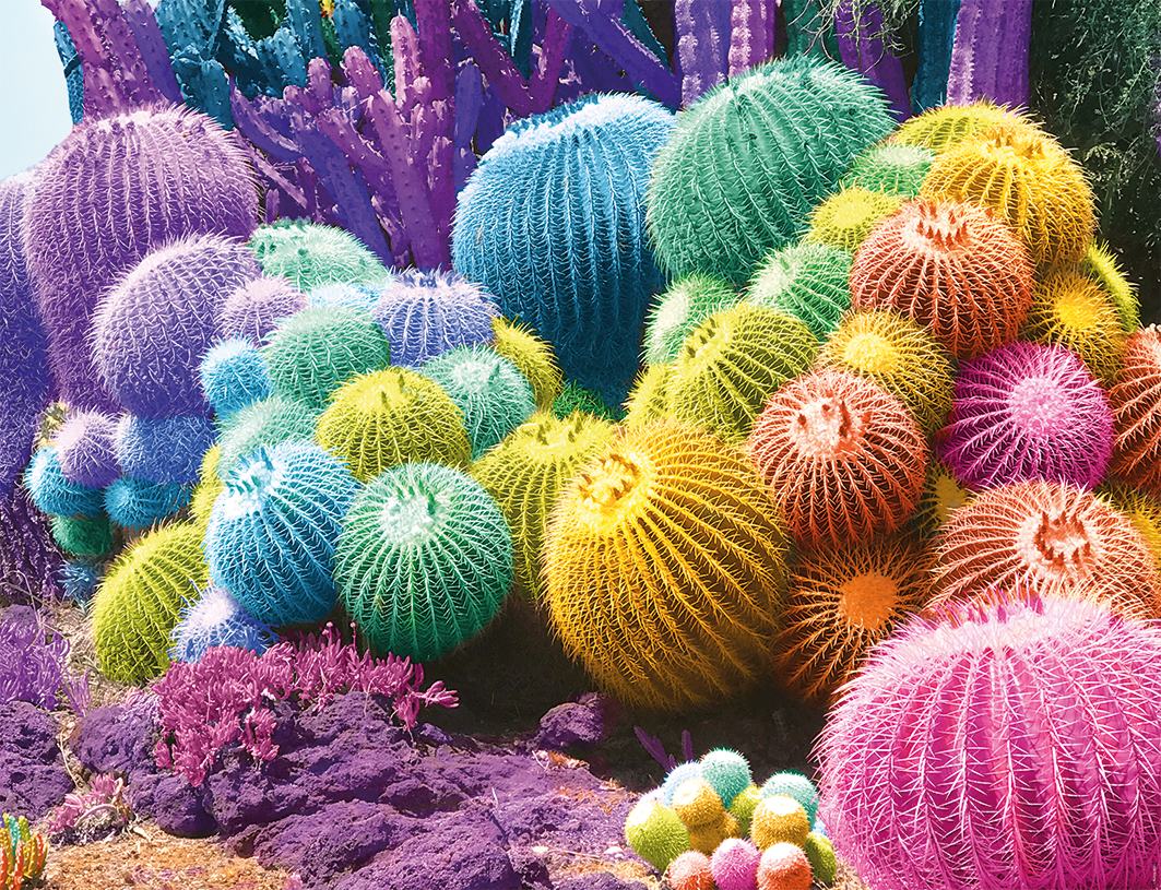 Nathan Regenbogen aus Kaktus 2000 Teile Puzzle Nathan-01142 Nathan Regenbogen aus Kaktus 2000 Teile Puzzle Nathan-01142 von Nathan
