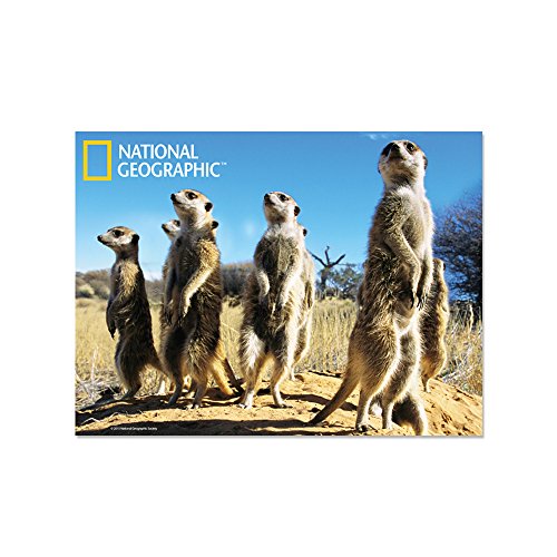 National Geographic NG18710 3D-Postkarte mit Erdmännchen-Motiv, zum Sammeln, Mehrfarbig National Geographic NG18710 3D-Postkarte mit Erdmännchen-Motiv, zum Sammeln, Mehrfarbig von National Geographic