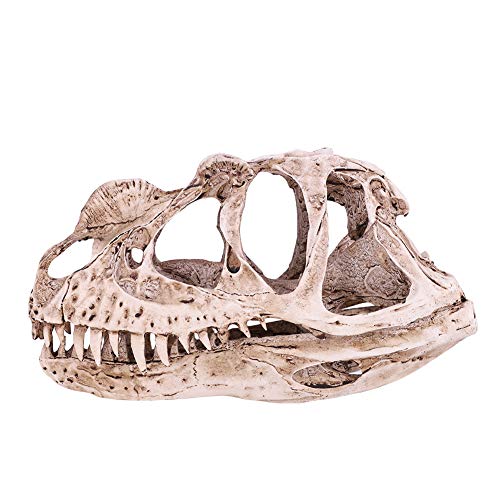 Natudeco Dinosaurier-Schädel-Modell, Realistischer Dinosaurier-Schädel, Lebensechte Dinosaurier-Nachbildung, Pädagogisches Dinosaurier-Skelett Für Paläontologie-Sammler von Natudeco