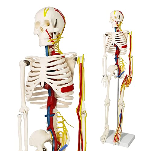 83.8 cm menschliches Skelett-Modell mit Nerven, Adern und Arterien, abnehmbarer Totenkopfkappe und beweglichem Unterkiefer, inklusive Display-Ständer, perfekt für Ärzte, Studenten und Studium von NEW HORIZON