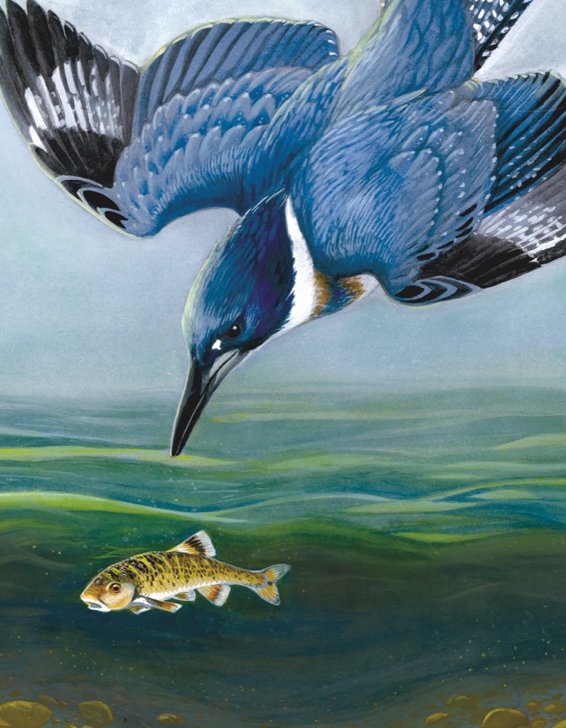 New York Puzzle Company Belted Kingfisher 100 Teile Puzzle New-York-Puzzle-CB1856 New York Puzzle Company Belted Kingfisher 100 Teile Puzzle New-York-Puzzle-CB1856 von New York Puzzle Company