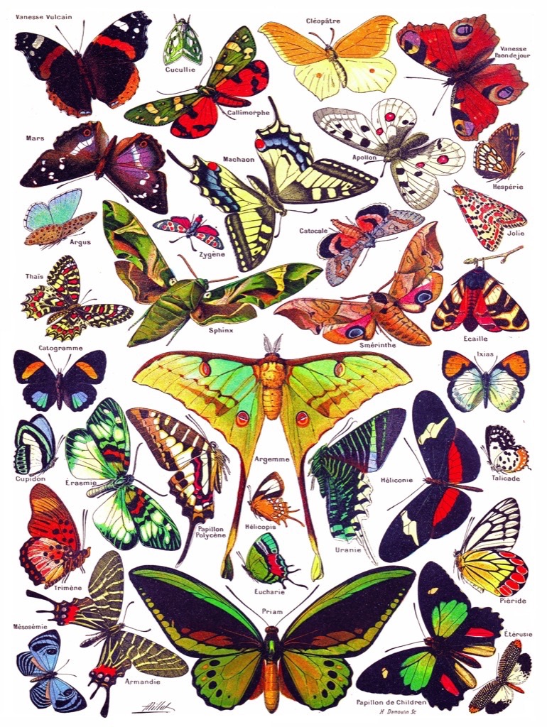 New York Puzzle Company Butterflies - Papillons 1000 Teile Puzzle New-York-Puzzle-PD633 New York Puzzle Company Butterflies - Papillons 1000 Teile Puzzle New-York-Puzzle-PD633 von New York Puzzle Company
