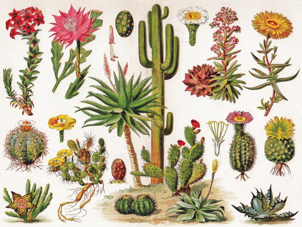 New York Puzzle Company Cacti - Cactus 1000 Teile Puzzle New-York-Puzzle-PD1833 New York Puzzle Company Cacti - Cactus 1000 Teile Puzzle New-York-Puzzle-PD1833 von New York Puzzle Company
