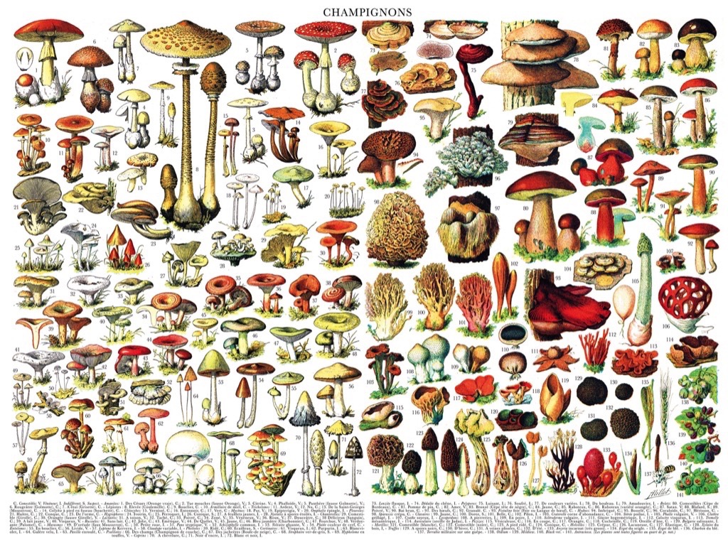 New York Puzzle Company Mushrooms - Champignons 1000 Teile Puzzle New-York-Puzzle-PD638 New York Puzzle Company Mushrooms - Champignons 1000 Teile Puzzle New-York-Puzzle-PD638 von New York Puzzle Company