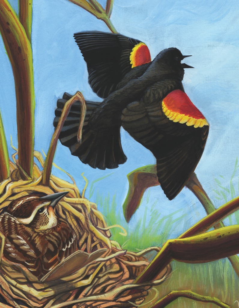New York Puzzle Company Red-winged Blackbird 100 Teile Puzzle New-York-Puzzle-CB1859 New York Puzzle Company Red-winged Blackbird 100 Teile Puzzle New-York-Puzzle-CB1859 von New York Puzzle Company