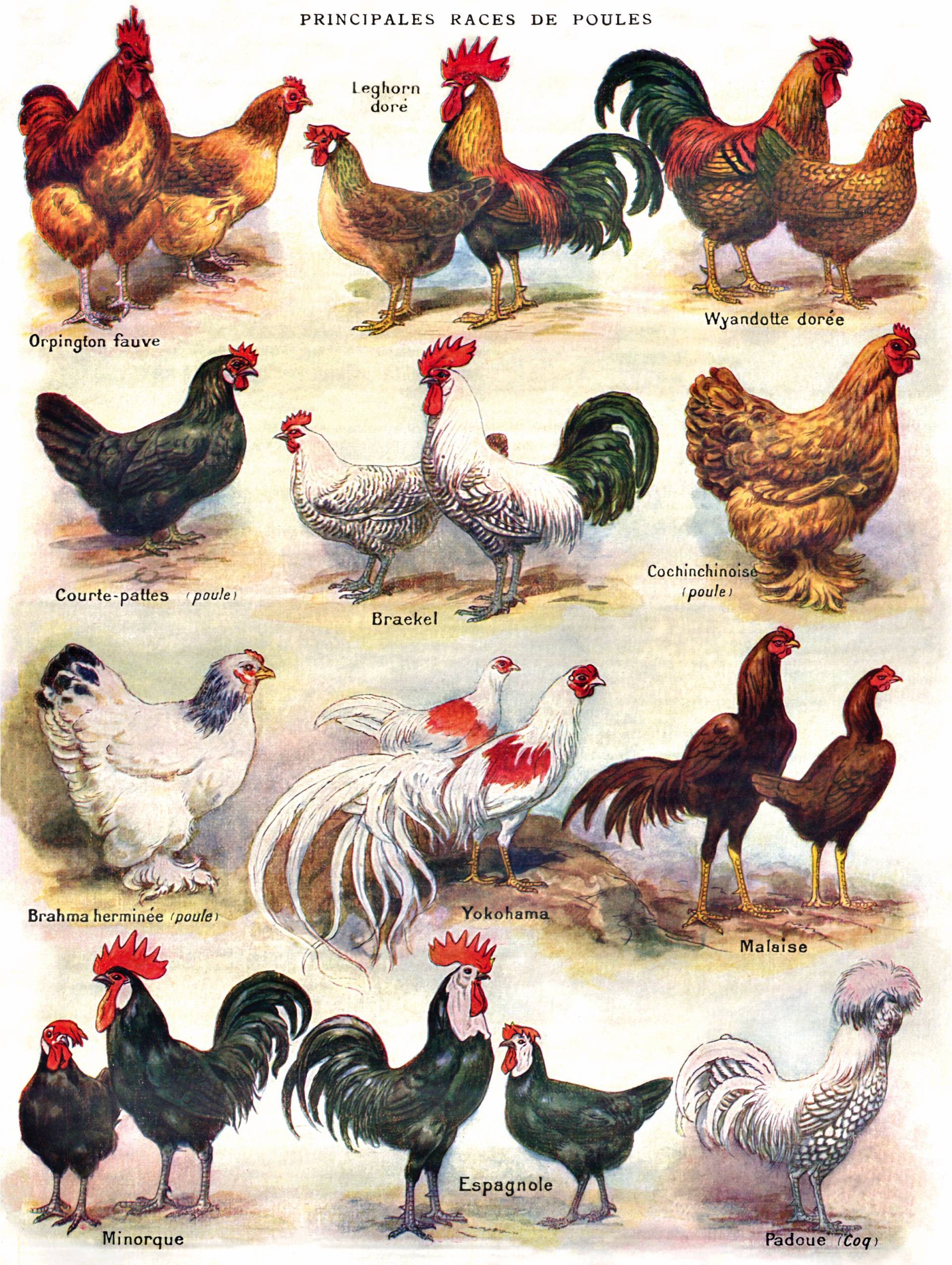 New York Puzzle Company XXL Teile - Poules - Poultry 500 Teile Puzzle New-York-Puzzle-PD2177 New York Puzzle Company XXL Teile - Poules - Poultry 500 Teile Puzzle New-York-Puzzle-PD2177 von New York Puzzle Company