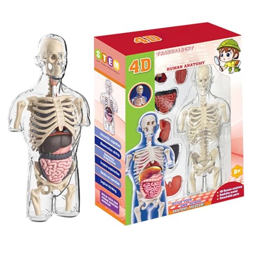 Menschlicher Körper Modell, Anatomie Study Kit, Wissenschaftsmodell Kinder, Interaktives Anatomie-Modell, Transparentes Körpermodell, Pädagogisches Anatomie-Kit, Kinder-Anatomie-Modell, von Nkmujil