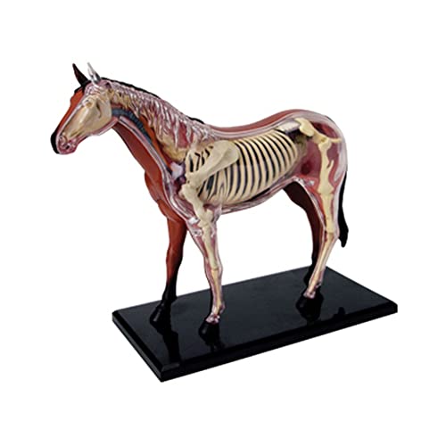 Nudeg Tierorgan Anatomie Modell 4D Intelligenz Zusammenbau Spielzeug, das Anatomie Modell DIY PopuläRwissenschaftliche GeräTe Unterrichtet von Nudeg