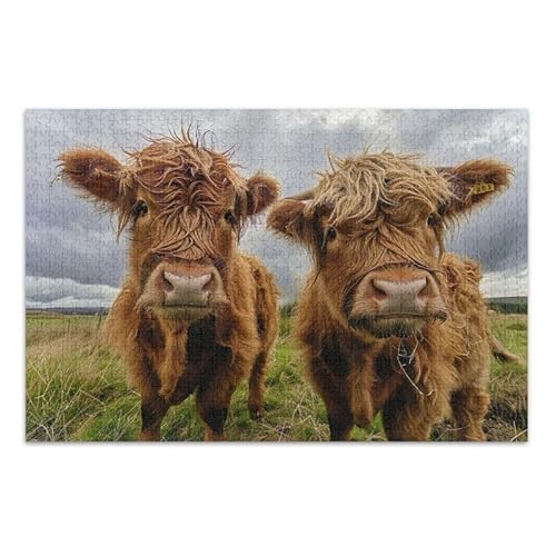 Highland Cows Puzzle, 500 Teile, herausforderndes Puzzle-Spiel für Erwachsene und Jugendliche von ODAWA