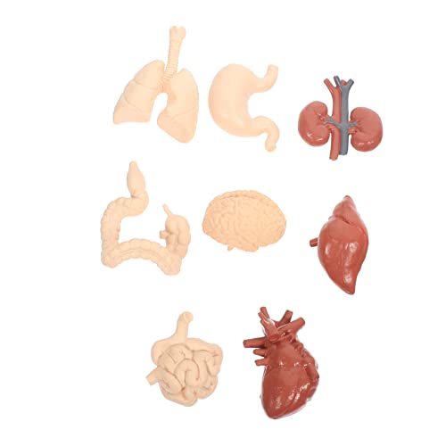 5 Sätze Menschliches Viszerales Modell Spielzeugorgane Lehrmodell Menschlicher Körper Lehrmodelle Menschliche Lehrhilfe Menschliche Innere Organe Modell Schulunterricht Liefert OKUMEYR von OKUMEYR