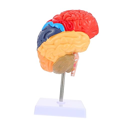 Gehirnlehrmodell schul sachen schulzubehör Praktisches anatomisches Modell des Gehirns Skulptur des menschlichen Gehirns Lehrmodell des menschlichen Gehirns Gehirnmodell lehren PVC OKUMEYR von OKUMEYR