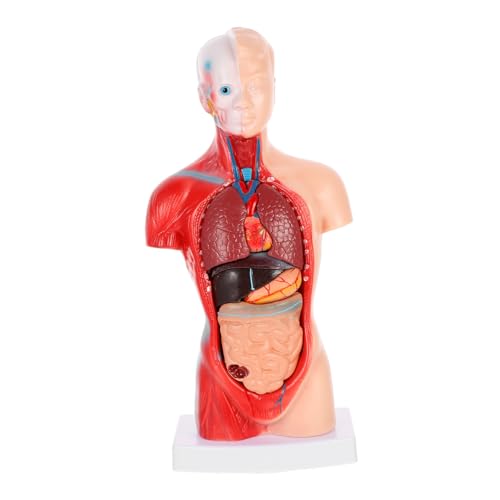 OKUMEYR 1 Satz Modell der menschlichen Anatomie anatomisches Modell Muskel-Skelett-Modell Anatomiemodell menschlicher körper schulsachen Orgelmodell Biologie Demonstrationsmodell PVC von OKUMEYR