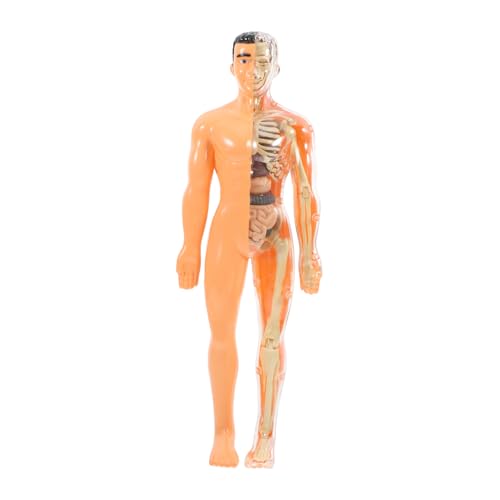 OKUMEYR 1 Satz Modell des Menschlichen Körpers 3D Puzzles Kinderspielzeug Puzzles Körperteile Puzzle Anatomie Lernwerkzeuge Menschliche Anatomie Körperteil Thema Anatomie Und Physiologie von OKUMEYR