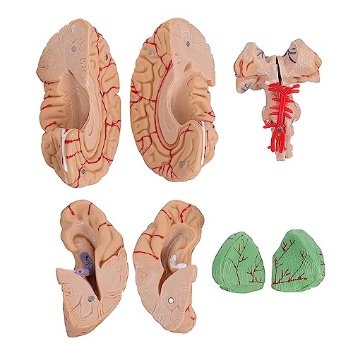 OKUMEYR 1 Stk Gehirnmodell Wissenschaftsmodell Anatomie der menschlichen Arterie anatomisches Modell anatomisches Kopfmodell Puppe Modell der Gehirnanatomie Mann-Gehirn-Modell PVC Rosa von OKUMEYR