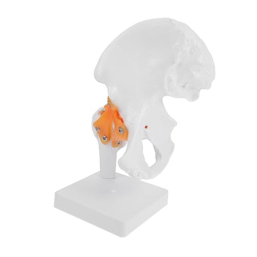 OKUMEYR 1 Stk Hip-Modell wissenschaftliches Anatomiemodell Mann Puppe Männchen Orthopädisches Lehrmodell Medizinisches Anschauungsmodell Anatomisches PVC-Modell Hüftknochenmodell von OKUMEYR