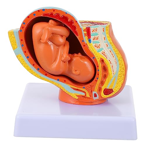 OKUMEYR 1 Teiliges Embryo Modell Im Neunten Monat Uterus Fötus Modell Mini Badewannendekor Modelle Anzeige Uterus Fötus Modell Weiblicher Uterus Embryo Anatomie Plazenta Modell Vollzeit von OKUMEYR