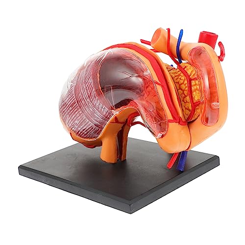 OKUMEYR 1Stk Modell der Organanatomie biologisches anatomisches Modell des Magens 3D-Anatomiemodell üben D Magenmodell Magen Lehrmittel medizinisches anatomisches Modell Lehrhilfe Plastik von OKUMEYR