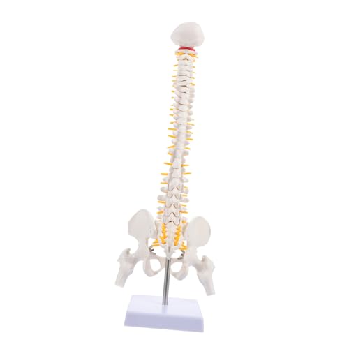 OKUMEYR Anatomisches Modell der menschlichen Wirbelsäule 45 cm medizinisches Lehrmodell aus PVC Steißbein von OKUMEYR