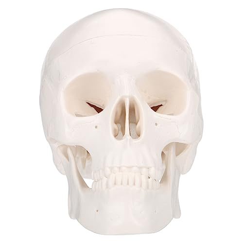 OKUMEYR 1Stk Schädel the skulls totenhosen deko seiten markiese anatomical model Medizinisches Modell decor ziernieten cadfi Halloween-Skelettkopf Skelettkopfschmuck Plastik Weiß von OKUMEYR