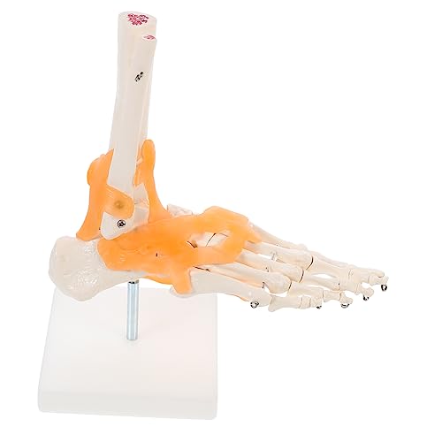 OKUMEYR 1stk Mannequin Menschlicher Skelettfuß Modell Der Fußanatomie Menschliches Fußknochenmodell Anatomie Modell Füße Menschliches Fußgelenkmodell Anatomisches Menschliches Skelett Pvc von OKUMEYR