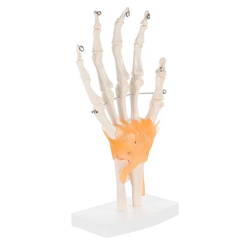 OKUMEYR 1stk Mannequin Menschliches Fußskelettmodell Handskelettmodell Gelenkgelenkmodell Werkzeug Gelenkmodell Auf Sockel Wissenschaftliches Lehrmittel Handgelenk Modell Pvc von OKUMEYR